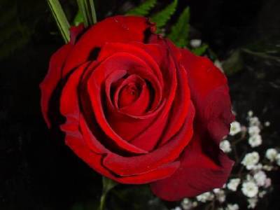 belaa rosa